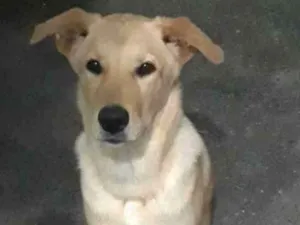 Cachorro raça Srd idade 7 a 11 meses nome Amora
