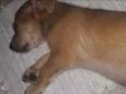 Felipe