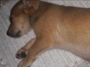 Cachorro raça Não sei  idade 2 a 6 meses nome Felipe