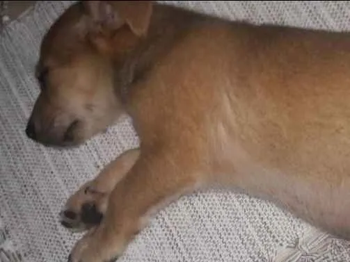 Cachorro ra a Não sei  idade 2 a 6 meses nome Felipe
