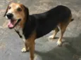 Tob