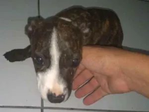 Cachorro raça Pitbull idade 2 a 6 meses nome Thuca