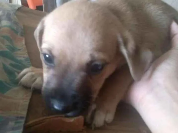 Cachorro ra a SRD idade 2 a 6 meses nome Sem Nome