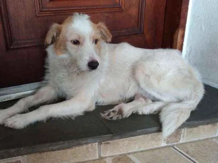 Cachorro ra a srd idade 2 anos nome Branca
