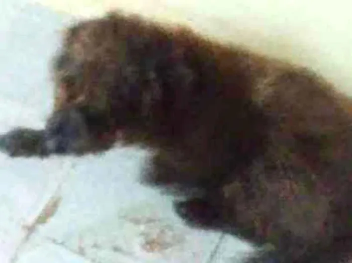 Cachorro ra a Sem raça definida idade 3 anos nome Hulk