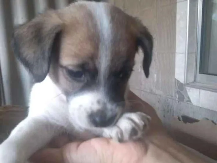 Cachorro ra a SRD idade 2 a 6 meses nome Sem Nome