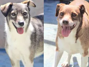 Cachorro raça  idade 5 anos nome KELLY E SAMANTHA