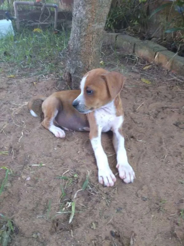 Cachorro ra a SRD idade 2 a 6 meses nome Tico e Teco