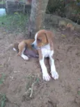 Tico e Teco