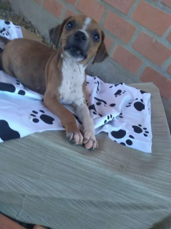 Cachorro ra a SRD idade 2 a 6 meses nome Tico e Teco