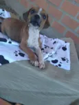 Tico e Teco