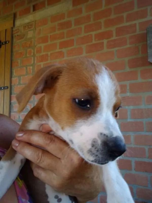 Cachorro ra a SRD idade 2 a 6 meses nome Tico e Teco