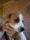 Tico e Teco