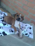Tico e Teco