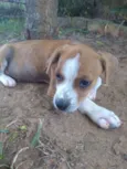 Tico e Teco