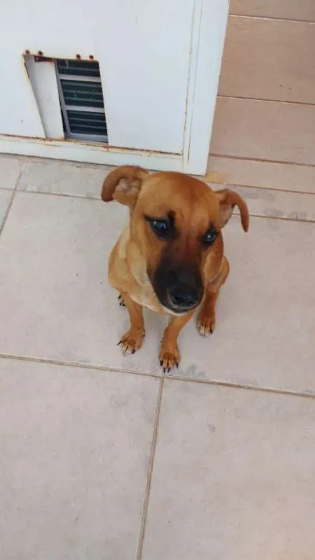 Cachorro ra a SRD idade 1 ano nome Laila