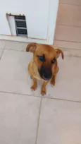 Laila