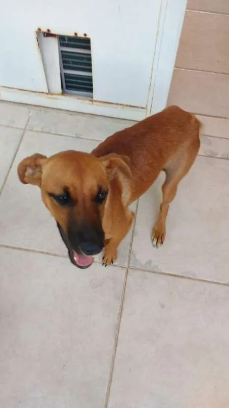Cachorro ra a SRD idade 1 ano nome Laila