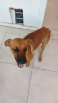 Laila