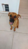 Laila