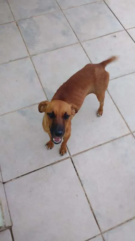 Cachorro ra a SRD idade 1 ano nome Laila