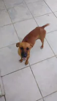 Laila