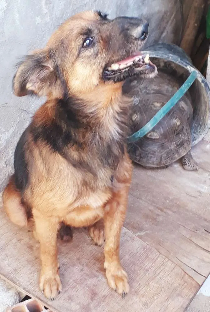 Cachorro raça Vira-Lata idade 6 ou mais anos nome Billy
