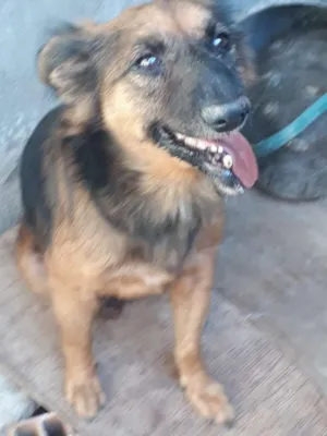 Cachorro raça Vira-Lata idade 6 ou mais anos nome Billy