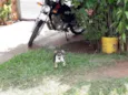 Garoto