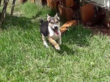 Cachorro raça Pastor alemão com rediriler  idade 2 a 6 meses nome Garoto