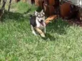 Garoto