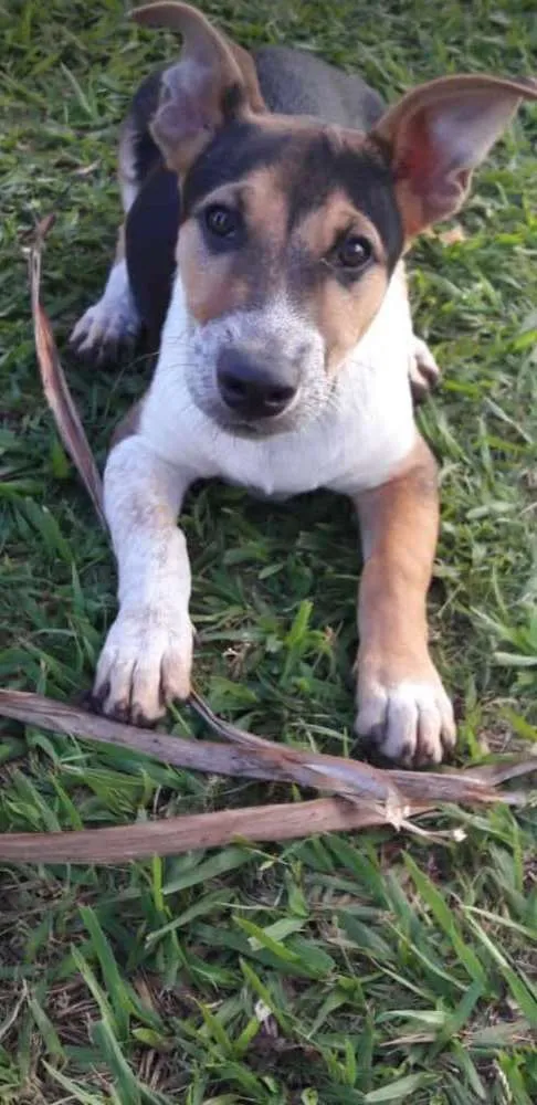 Cachorro raça Pastor alemão com rediriler  idade 2 a 6 meses nome Garoto