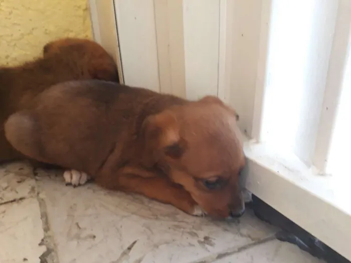 Cachorro ra a Não definida  idade 2 a 6 meses nome Não Possui 