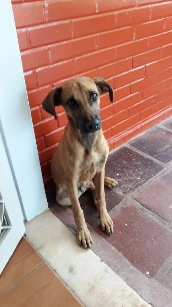 Cachorro ra a Indefinida idade 2 anos nome Indefinido