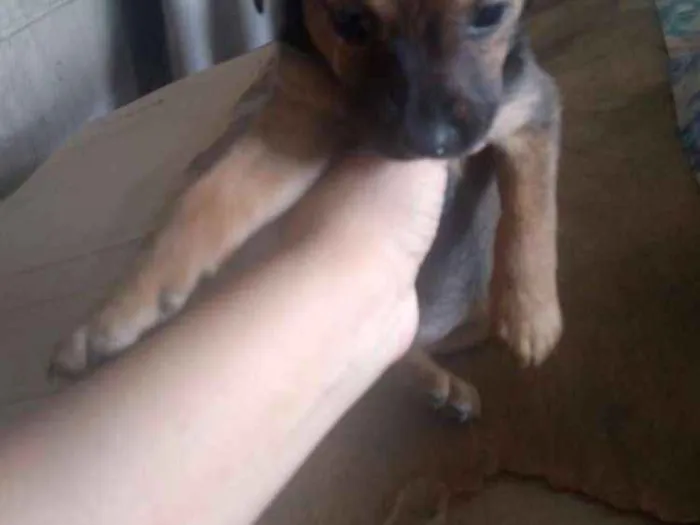 Cachorro ra a SRD idade 2 a 6 meses nome Sem Nome