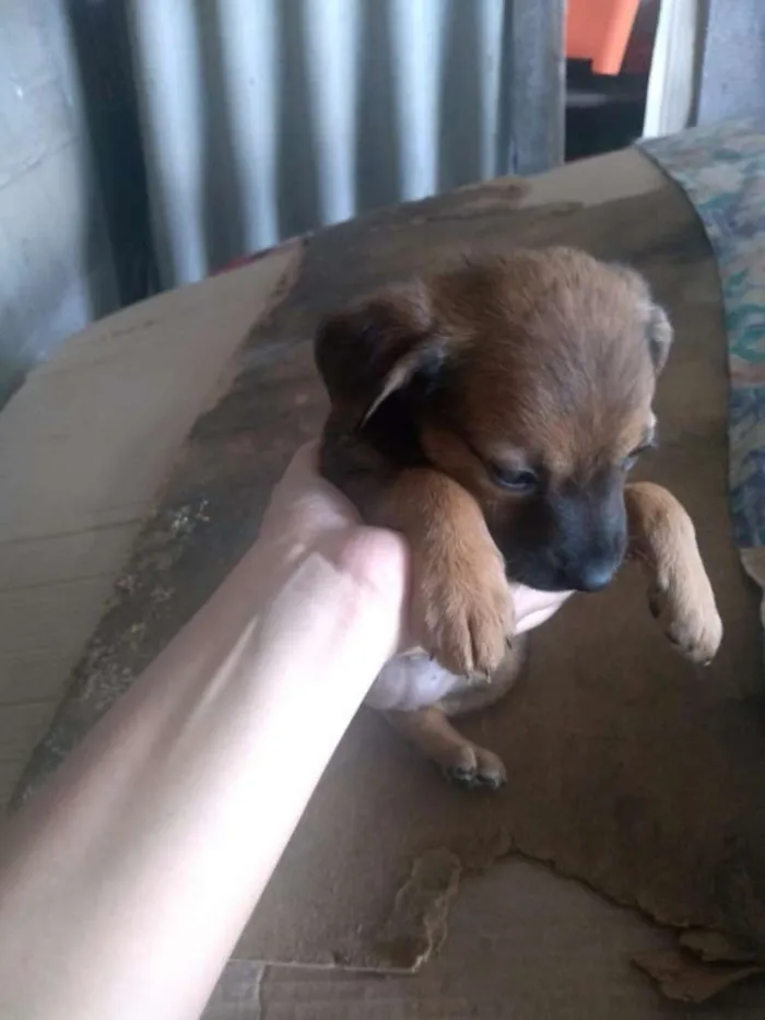 Cachorro ra a SRD idade 2 a 6 meses nome Sem Nome