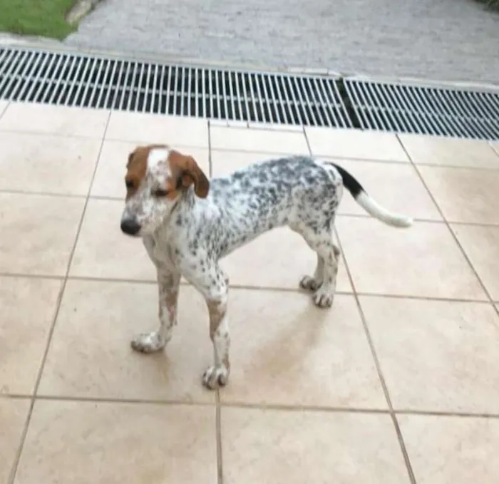 Cachorro ra a srd idade 2 a 6 meses nome Pirata