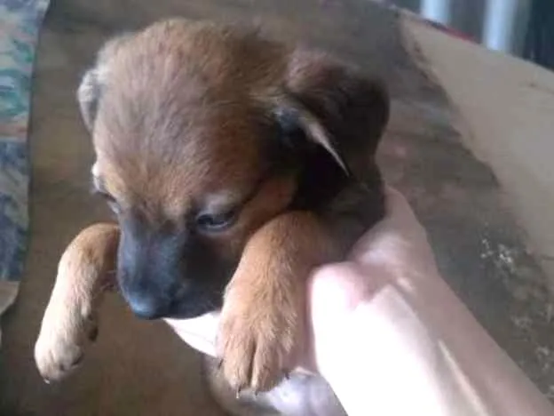 Cachorro ra a SRD idade 2 a 6 meses nome Sem Nome