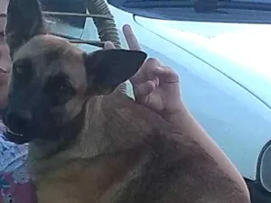 Cachorro raça Srd idade 1 ano nome Amendoim