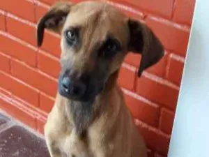 Cachorro raça Indefinida idade 2 anos nome Indefinido