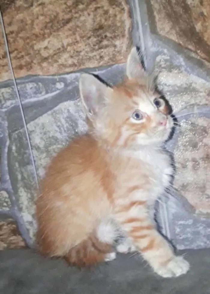Gato raça SRD idade 2 a 6 meses nome Fred