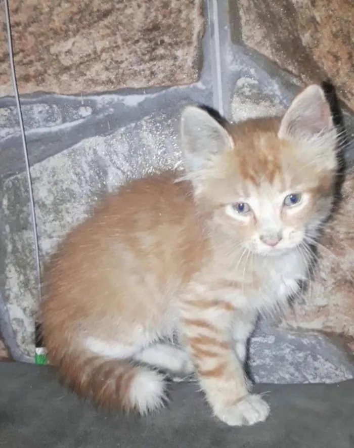 Gato raça SRD idade 2 a 6 meses nome Fred