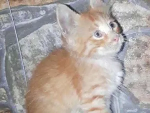 Gato raça SRD idade 2 a 6 meses nome Fred