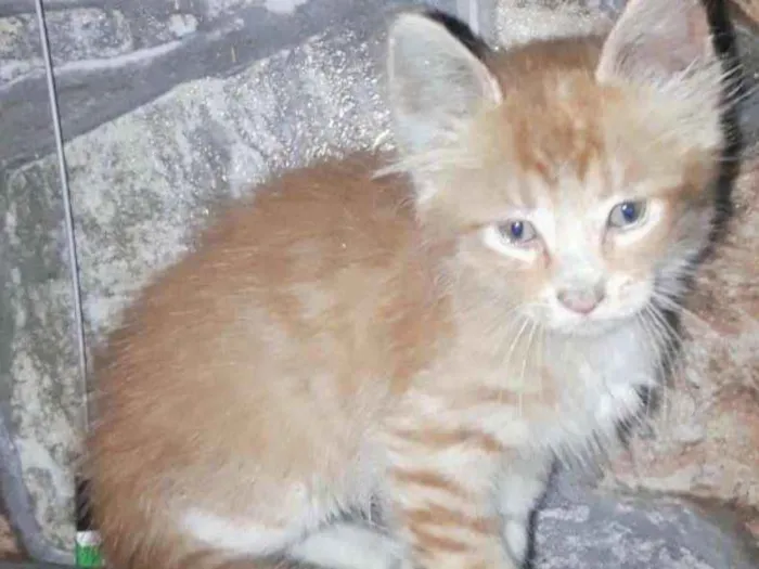 Gato raça SRD idade 2 a 6 meses nome Fred