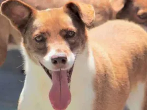 Cachorro raça  idade 5 anos nome Bento