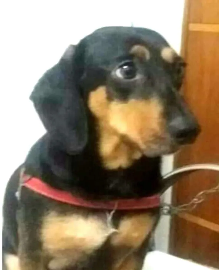 Cachorro ra a Daschund  idade 3 anos nome Spike 