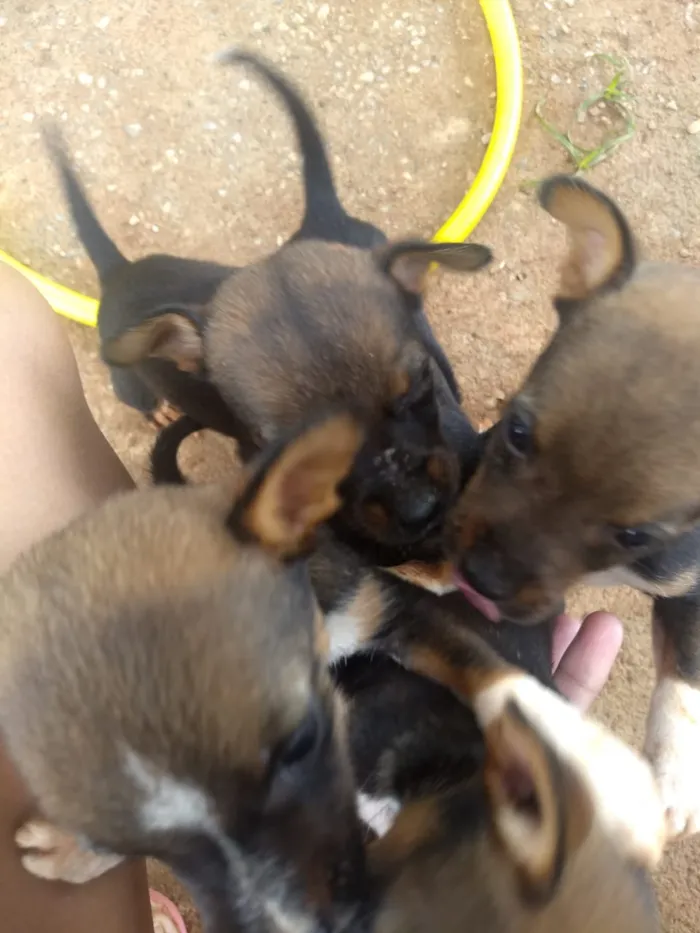 Cachorro ra a Vira-lata idade Abaixo de 2 meses nome Ainda não tem