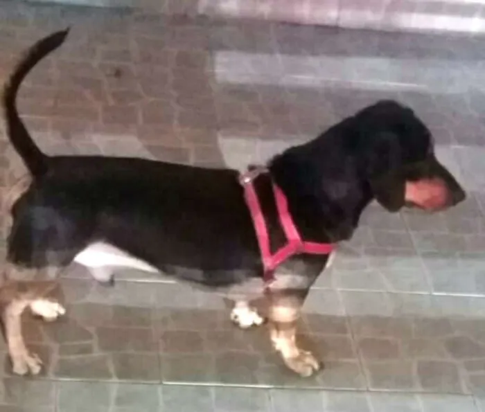 Cachorro ra a Daschund  idade 3 anos nome Spike 