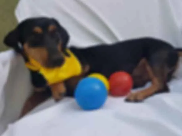Cachorro ra a Daschund  idade 3 anos nome Spike 