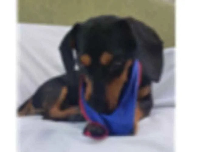 Cachorro ra a Daschund  idade 3 anos nome Spike 